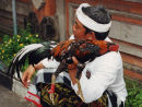 Cock Fighting